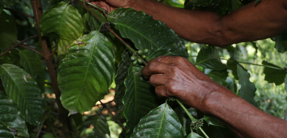SADR_0903_(1) Gobierno de Puebla respalda a cafeticultores afectados en Zongozotla