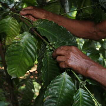 SADR_0903_(1) Gobierno de Puebla respalda a cafeticultores afectados en Zongozotla