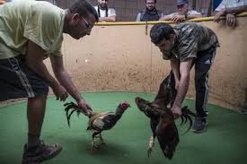 Bienestar Animal cancela pelea de gallos en LaFragua