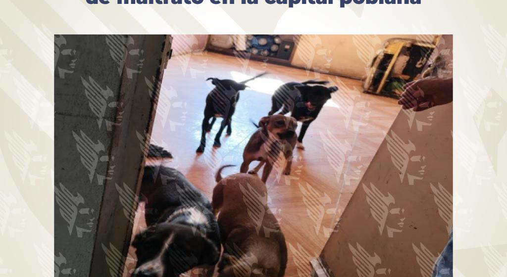 424 Rescata FGE a 13 caninos en condiciones de maltrato en la capital poblana