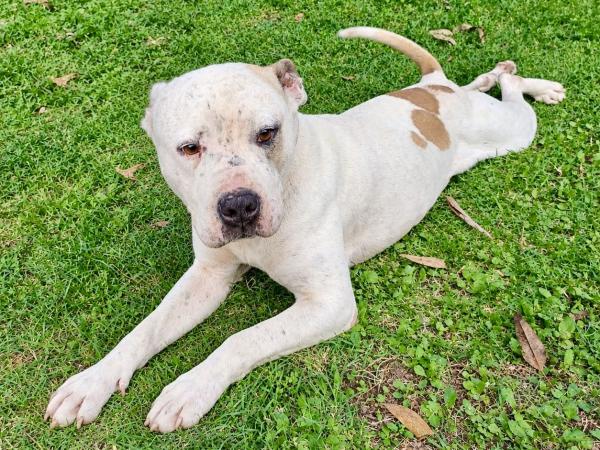 3f08bf8c5a0d74f8825c0957675aa7ca_L SEDIF asegura dos caninos en condiciones de abandono y llama a denunciar