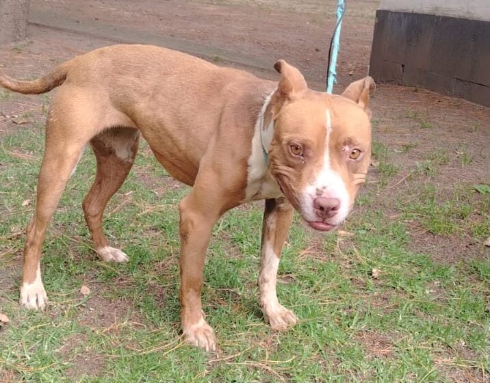 Rescatan a una perrita en Amozoc